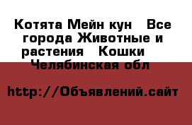 Котята Мейн кун - Все города Животные и растения » Кошки   . Челябинская обл.